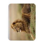 Kenia, Masai Mara | Male Lion Magnet (Vertikal)