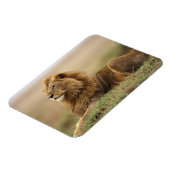 Kenia, Masai Mara | Male Lion Magnet (Linke Seite)