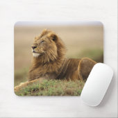 Kenia, Masai Mara | Male Lion Mousepad (Mit Mouse)