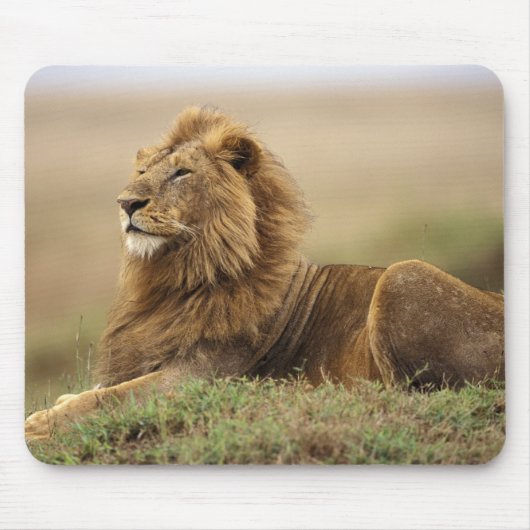 Kenia, Masai Mara | Male Lion Mousepad (Vorne)