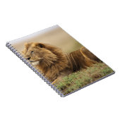 Kenia, Masai Mara | Male Lion Notizblock (Rechte Seite)