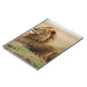 Kenia, Masai Mara | Male Lion Notizblock (Linke Seite)