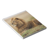 Kenia, Masai Mara | Male Lion Notizblock (angewinkelt)