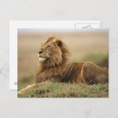 Kenia, Masai Mara | Male Lion Postkarte (Vorne/Hinten)