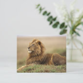 Kenia, Masai Mara | Male Lion Postkarte (Stehend Vorderseite)