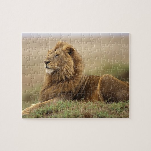 Kenia, Masai Mara | Male Lion Puzzle (Horizontal)