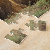 Kenia, Masai Mara | Male Lion Puzzle (Seite)