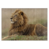 Kenia, Masai Mara | Male Lion Schneidebrett (Vorderseite)