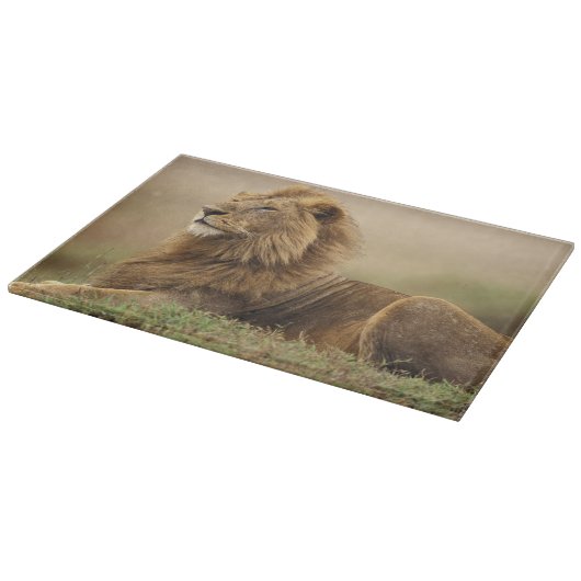 Kenia, Masai Mara | Male Lion Schneidebrett (Ecke)