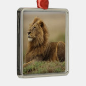 Kenia, Masai Mara | Male Lion Silbernes Ornament (Rechts)