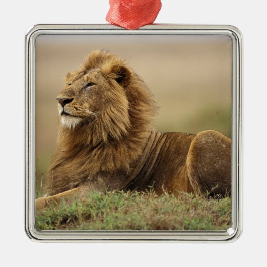 Kenia, Masai Mara | Male Lion Silbernes Ornament (Vorne)