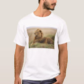 Kenia, Masai Mara | Male Lion T-Shirt (Vorderseite)