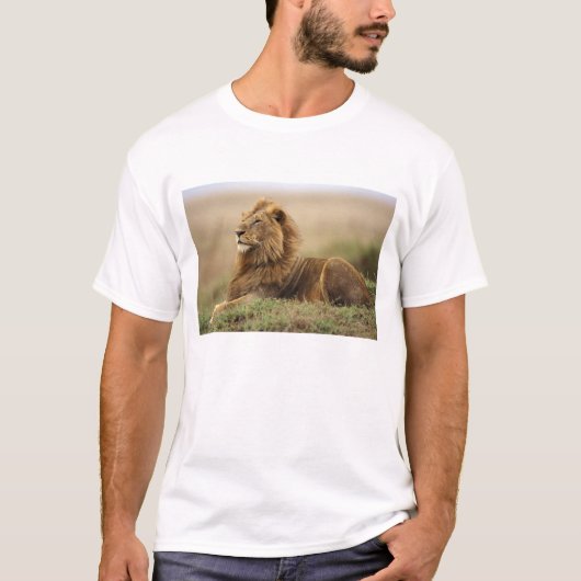 Kenia, Masai Mara | Male Lion T-Shirt (Vorderseite)