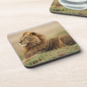 Kenia, Masai Mara | Male Lion Untersetzer (Linke Seite)