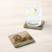 Kenia, Masai Mara | Male Lion Untersetzer (Rechte Seite)