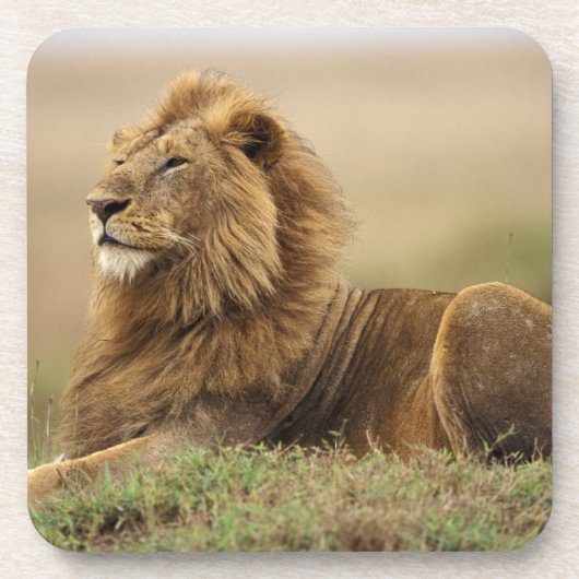 Kenia, Masai Mara | Male Lion Untersetzer (Vorderseite)