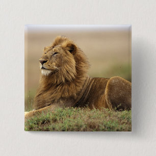 Kenia, Masai Mara männlicher Löwe Button
