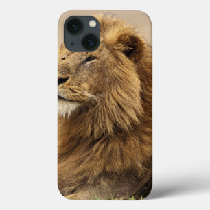 Kenia, Masai Mara   männlicher Löwe Case-Mate iPhone Hülle