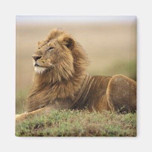 Kenia, Masai Mara   männlicher Löwe Magnet