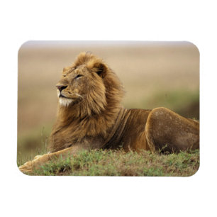 Kenia, Masai Mara   männlicher Löwe Magnet