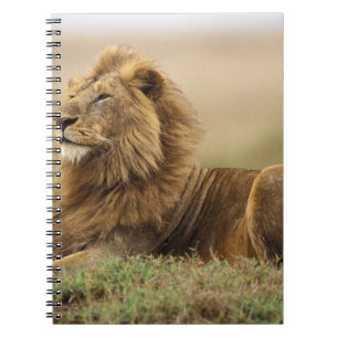 Kenia, Masai Mara   männlicher Löwe Notizblock