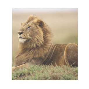 Kenia, Masai Mara   männlicher Löwe Notizblock