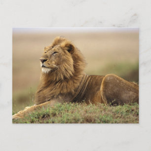 Kenia, Masai Mara   männlicher Löwe Postkarte