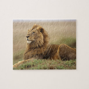 Kenia, Masai Mara männlicher Löwe Puzzle
