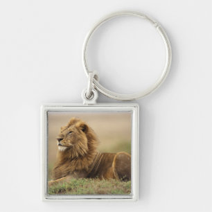 Kenia, Masai Mara männlicher Löwe Schlüsselanhänger