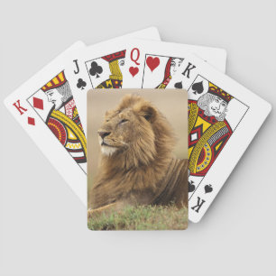 Kenia, Masai Mara   männlicher Löwe Spielkarten