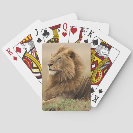 Kenia, Masai Mara | männlicher Löwe Spielkarten (Rückseite)