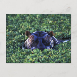 Kenia, Masai Mara National Reserve. Postkarte
