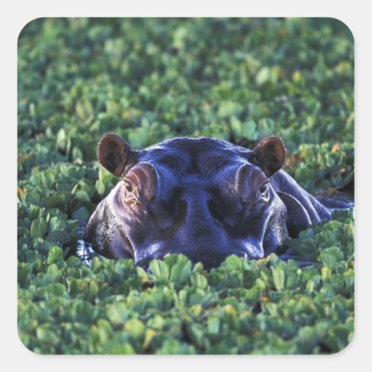 Kenia, Masai Mara National Reserve. Quadratischer Aufkleber (Vorderseite)