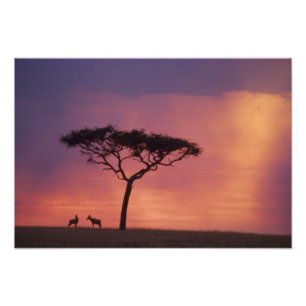 Kenia: Masai Mara Nationalpark, Sunset. Fotodruck