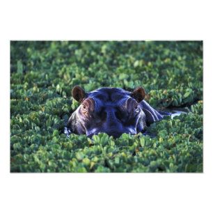 Kenia, Masai Mara Nationalreservat. Fotodruck