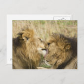 Kenia, Masai Mara Postkarte (Vorne/Hinten)