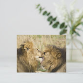 Kenia, Masai Mara Postkarte (Stehend Vorderseite)