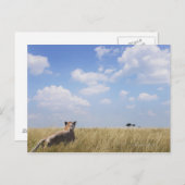 Kenia, Masai Mara Postkarte (Vorne/Hinten)