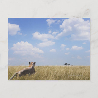 Kenia, Masai Mara Postkarte