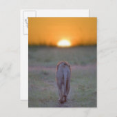 Kenia, Masai Mara Postkarte (Vorne/Hinten)