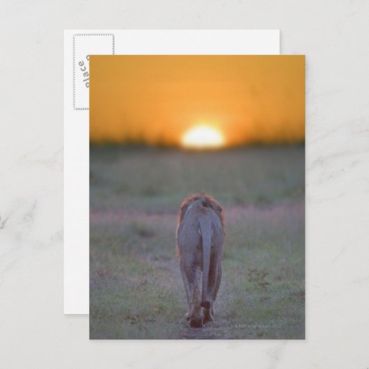 Kenia, Masai Mara Postkarte (Vorne/Hinten)