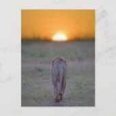 Kenia, Masai Mara Postkarte (Vorderseite)