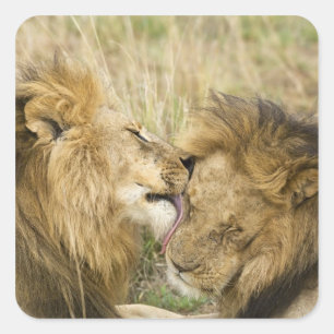 Kenia, Masai Mara Quadratischer Aufkleber