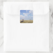 Kenia, Masai Mara Quadratischer Aufkleber (Tasche)