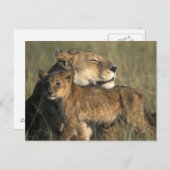 Kenia, Masai Mara Spielreserve, Löbheit Postkarte (Vorne/Hinten)