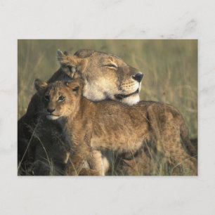 Kenia, Masai Mara Spielreserve, Löbheit Postkarte
