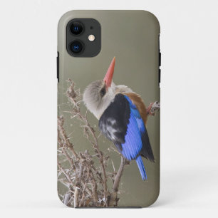 Kenia. Nahaufnahme des Graukopfliest iPhone 11 Hülle