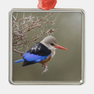Kenia. Nahaufnahme des Graukopfliest Ornament Aus Metall