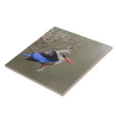 Kenia. Naher Graukopfenfischer Fliese (Seite)