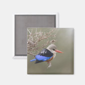 Kenia. Naher Graukopfenfischer Magnet (Vorderseite/Rückseite)